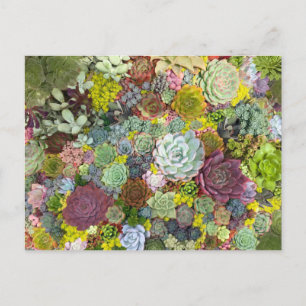 Colourful Greenery Succulents Postcard
