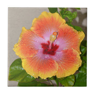 Colourful Hibiscus Flower Ceramic Tile