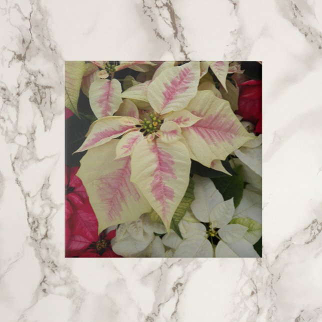 Colourful Holiday Poinsettias Floral Ceramic Tile (In Situ)