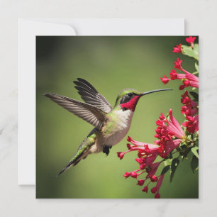 Colourful Hummingbird Card