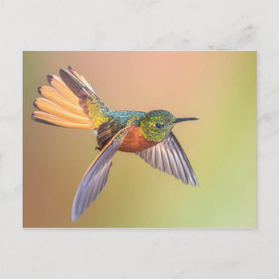 Colourful Hummingbird Flying Postcard