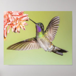Colourful Hummingbird Flying to a Flower Poster