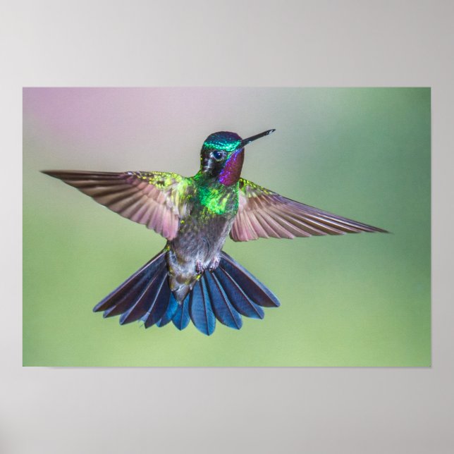 Colourful Hummingbird in Flight Poster (Front)