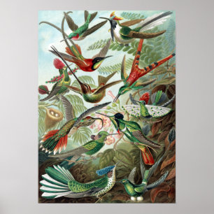 Colourful Hummingbirds by Ernst Haeckel Poster