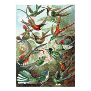 Colourful Hummingbirds by Ernst Haeckel Poster