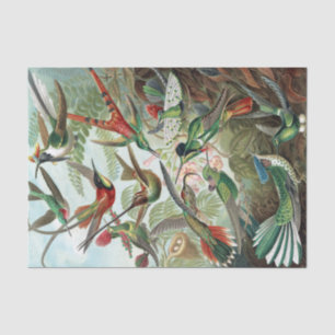 Colourful Hummingbirds by Ernst Haeckel Tissue Paper