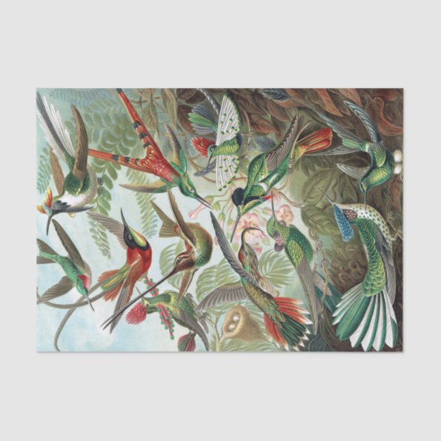Colourful Hummingbirds by Ernst Haeckel Tissue Paper (Front)