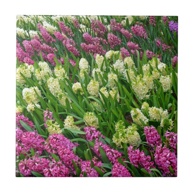 Colourful hyacinth flower garden tile (Front)