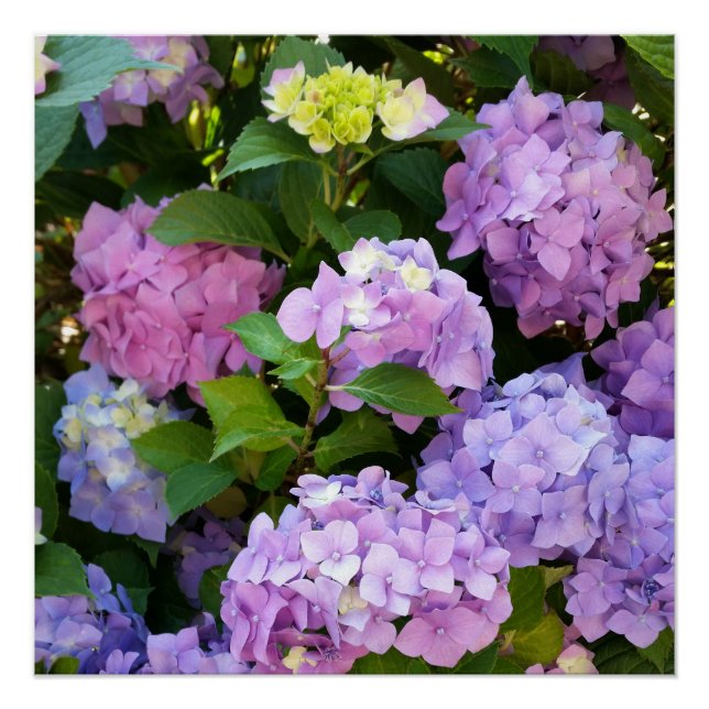 colourful hydrangea poster (Front)