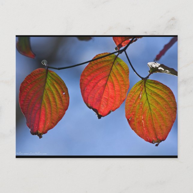 Colourful Illuminated Autumn Leaves Trio Postcard (Front)