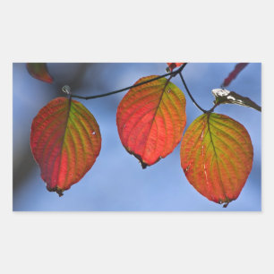 Colourful Illuminated Autumn Leaves Trio Rectangular Sticker