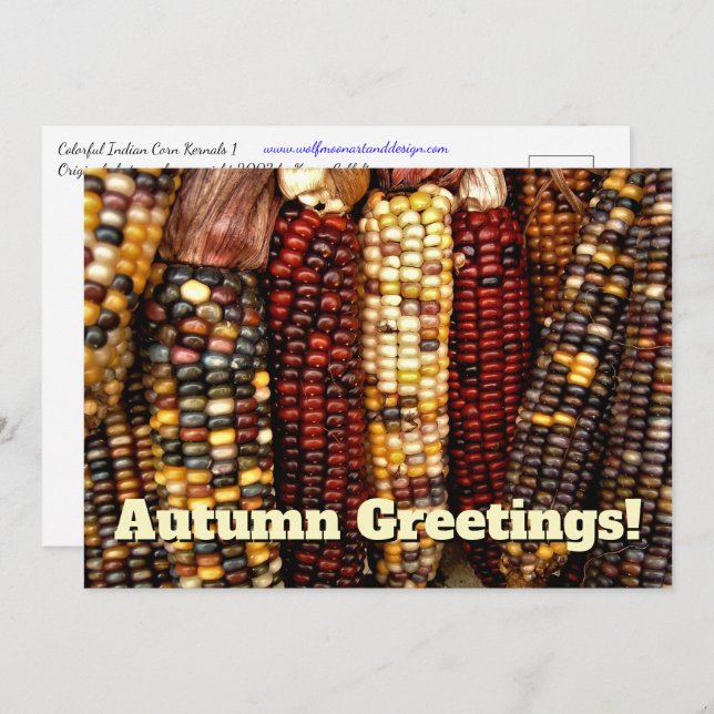 Colourful Indian Corn Kernels Photo Postcard (Front/Back)