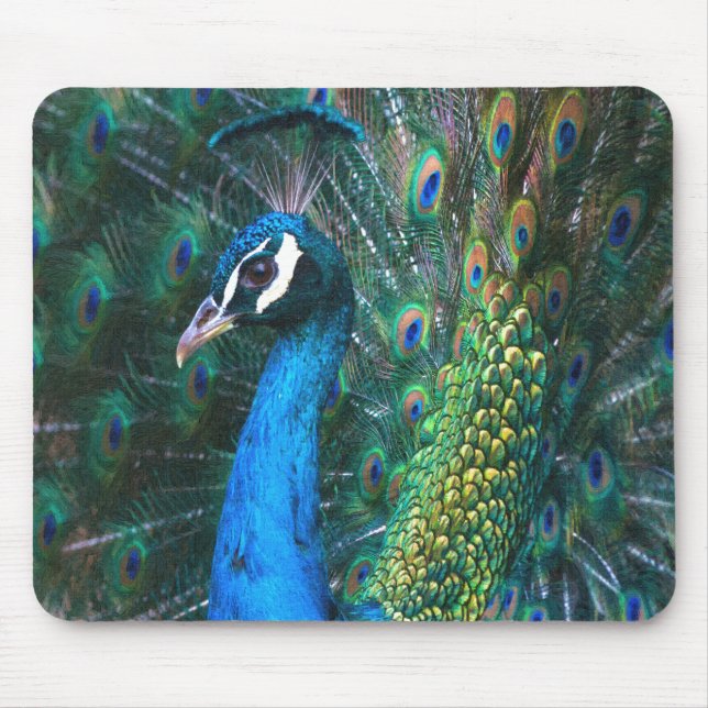 Colourful Indian peacock tail feathers open Mouse Pad (Front)