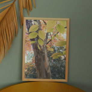 Colourful Japanese Stewartia Tree Photo Print