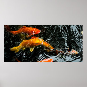 Colourful Koi Fish   Chengdu Poster
