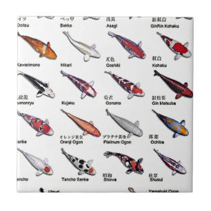 Colourful Koi Fish Varieties Nishikigoi Asian Art Tile