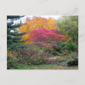 Colourful Leaves Postcard