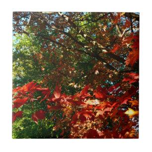 Colourful leaves tree Japanese Maple Autumn tree l Tile