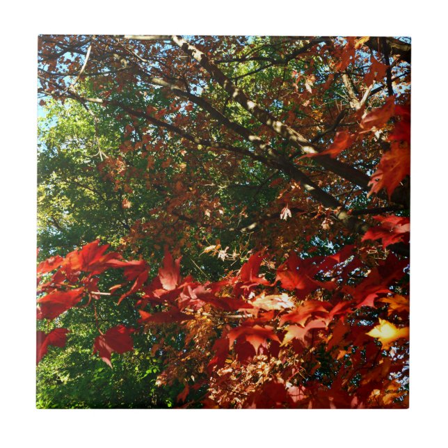 Colourful leaves tree Japanese Maple Autumn tree l Tile (Front)