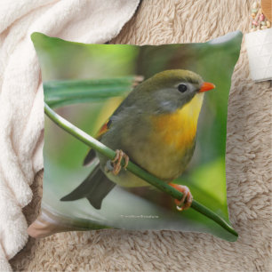Colourful Leiothrix Pekin Robin Songbird Cushion