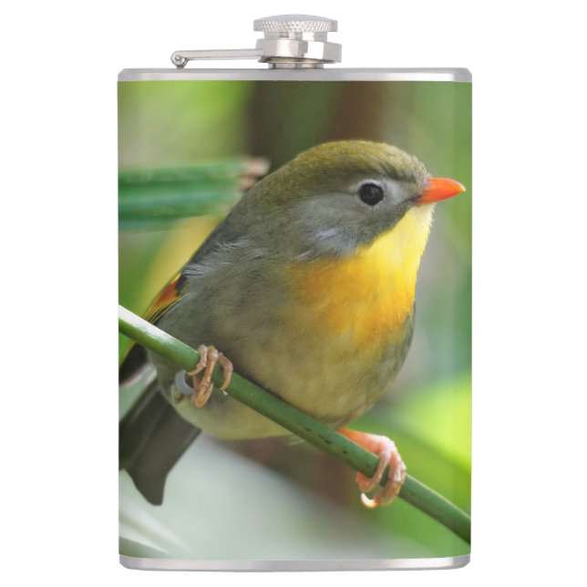 Colourful Leiothrix / Pekin Robin Songbird Hip Flask (Front)