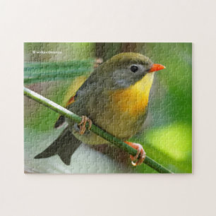 Colourful Leiothrix / Pekin Robin Songbird Jigsaw Puzzle