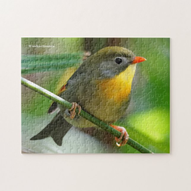 Colourful Leiothrix / Pekin Robin Songbird Jigsaw Puzzle (Horizontal)