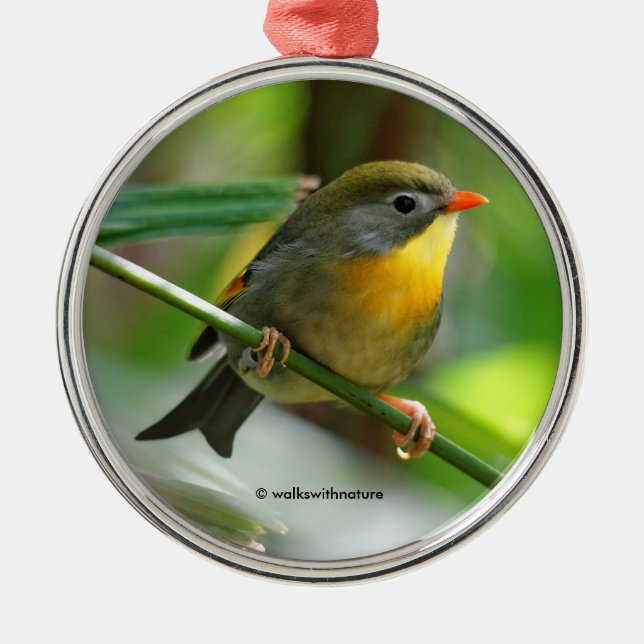 Colourful Leiothrix Pekin Robin Songbird Metal Tree Decoration (Front)