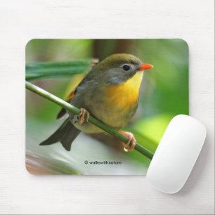 Colourful Leiothrix / Pekin Robin Songbird Mouse Pad