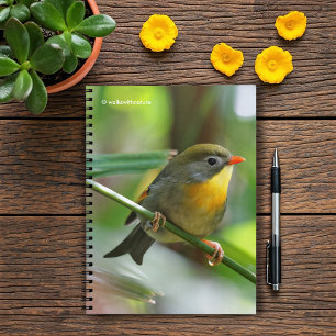 Colourful Leiothrix / Pekin Robin Songbird Notebook