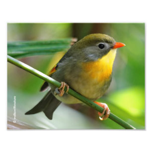 Colourful Leiothrix / Pekin Robin Songbird Photo Print