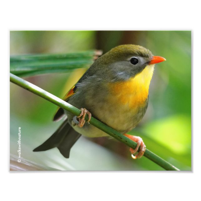 Colourful Leiothrix / Pekin Robin Songbird Photo Print (Front)