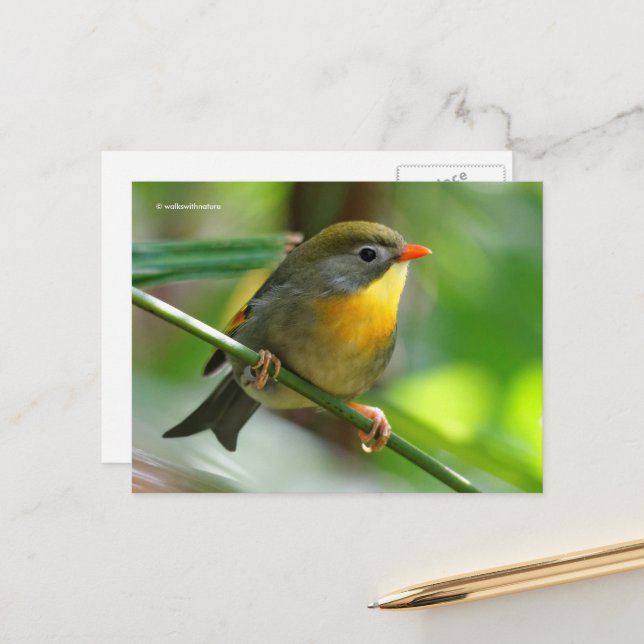 Colourful Leiothrix Pekin Robin Songbird Postcard (Front/Back In Situ)