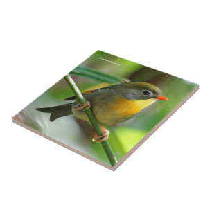 Colourful Leiothrix / Pekin Robin Songbird Tile
