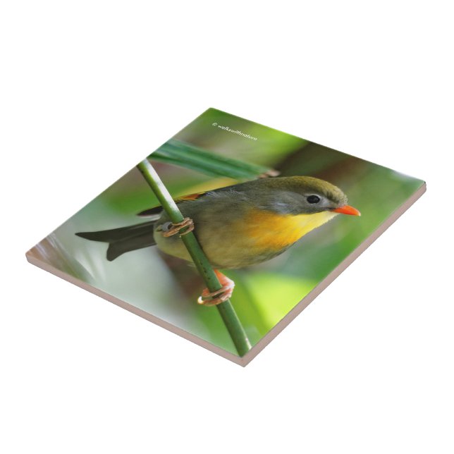 Colourful Leiothrix / Pekin Robin Songbird Tile (Side)