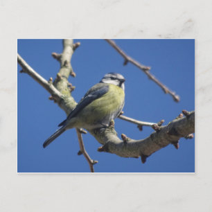 Colourful Little Bird with Blue Sky DIY Postcard