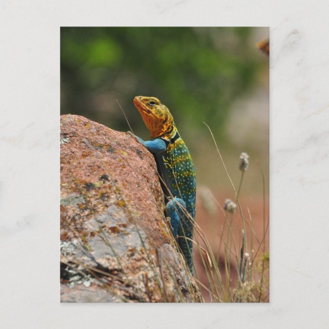 Colourful Lizard Postcard (Front)