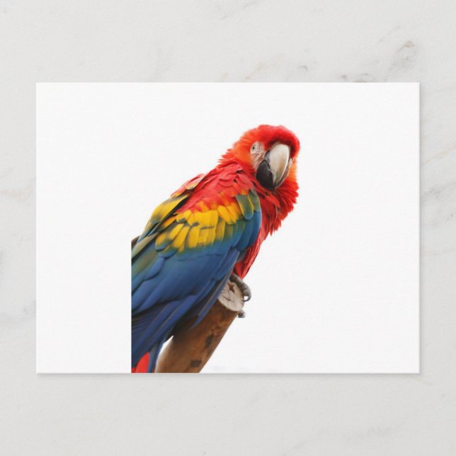 Colourful Macaw Chic Classy Mod Tropical Postcard (Front)
