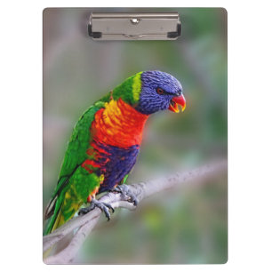 Colourful macaw parrot clipboard