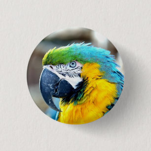 Colourful Macaw Parrot Portrait - Button
