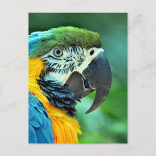 Colourful macaw parrot postcard
