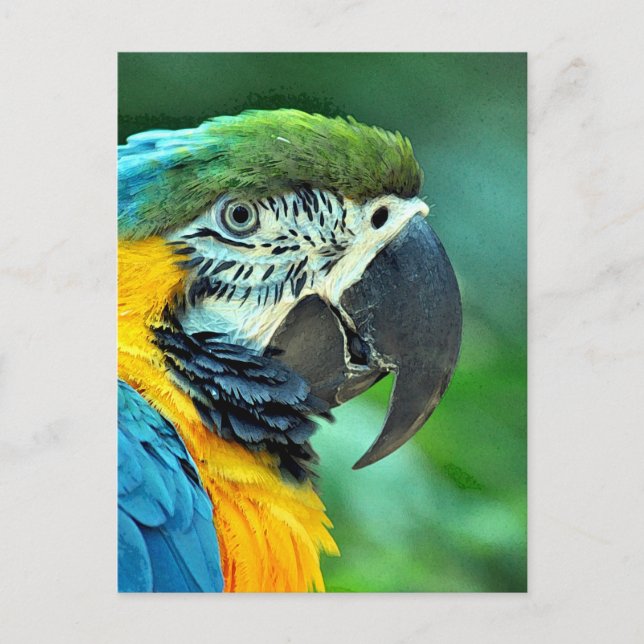 Colourful macaw parrot postcard (Front)