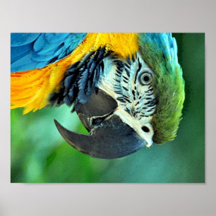 Colourful macaw parrot poster