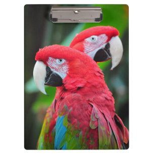 Colourful macaw parrots clipboard