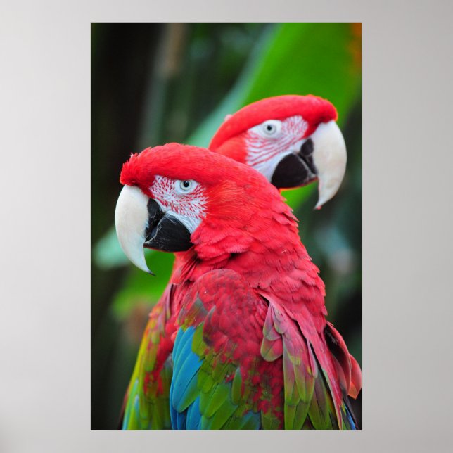 Colourful macaw parrots poster (Front)
