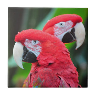 Colourful macaw parrots poster ceramic tile