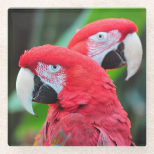 Colourful macaw parrots poster glass coaster