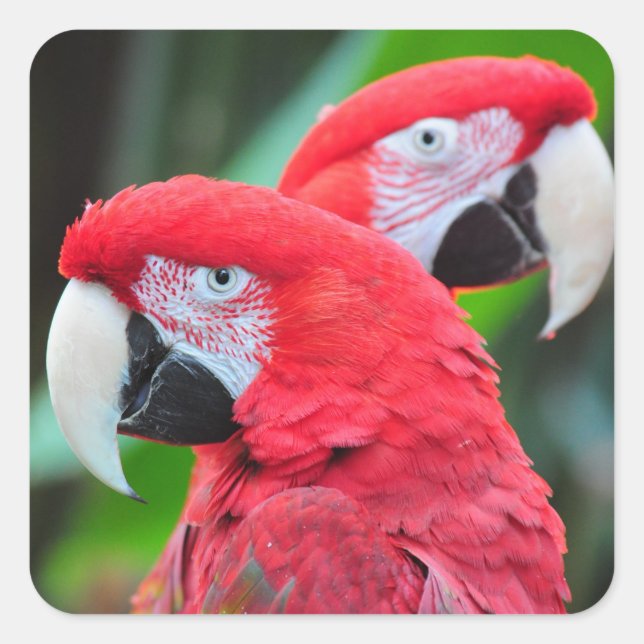Colourful macaw parrots poster square sticker (Front)