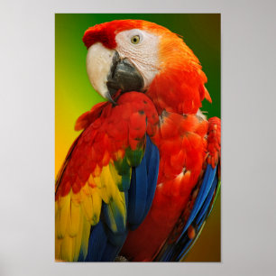 Colourful macaw poster