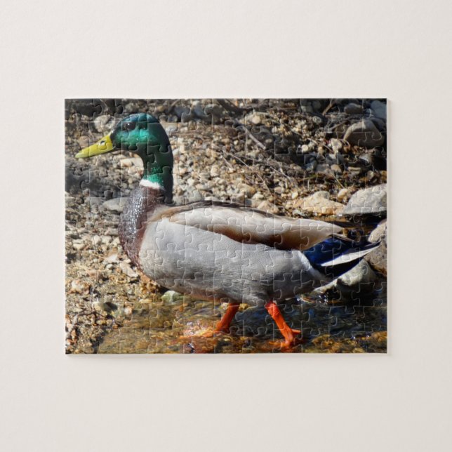 Colourful Male Mallard Duck Walking Jigsaw Puzzle (Horizontal)